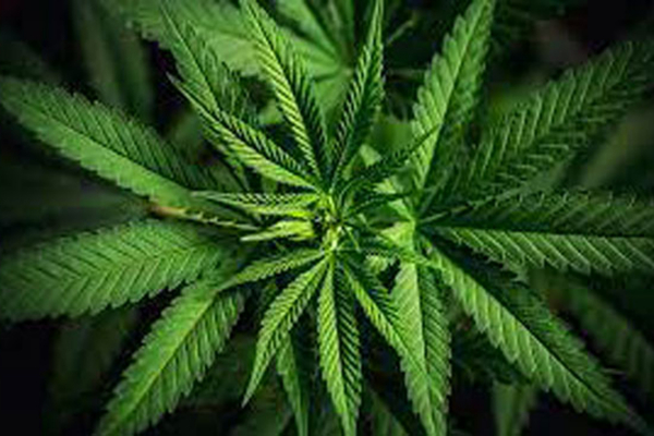 திருகோணமலையில் கஞ்சா செடி வளர்த்த நபர் கைது | Man Arrested For Growing Ganja Plant