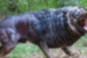 பிரான்ஸ் நாட்டில் உலா வரும் மர்ம மிருகம்...விடுக்கப்பட்ட எச்சரிக்கை