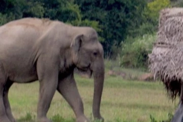 වන අලි පහරදීමකින් තිදරු පියෙක් ජිවිතක්ෂයට.