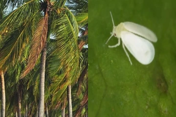 தென்னம் தோப்புகளை தாக்கும் வெள்ளை ஈ -11 மாவட்டங்களுக்கு பரவியது
