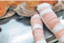 நாயை கொடூரமாக அடித்துக் கொன்ற மூன்று பேர் மீது வழக்குப்பதிவு