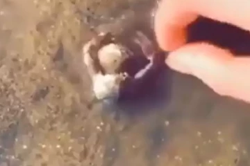 துணையை காப்பாற்ற துடிதுடிக்கும் நண்டு! இறுதியில் கட்டியணைக்கும் காட்சி... எவ்வளவு பாசம்