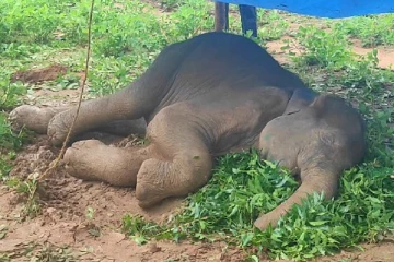 உயிருக்கு போராடும் யானை குட்டி! (Video)