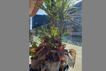 optical illusion: தாவரத்திற்கு நடுவில் பச்சோந்தி எங்கு உள்ளது? கண்டுபிடியுங்கள்