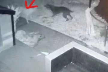 பேய் நாயுடன் விளையாடிய செல்ல நாய்: பகீர் காணொளியை வெளியிட்ட நபர்!