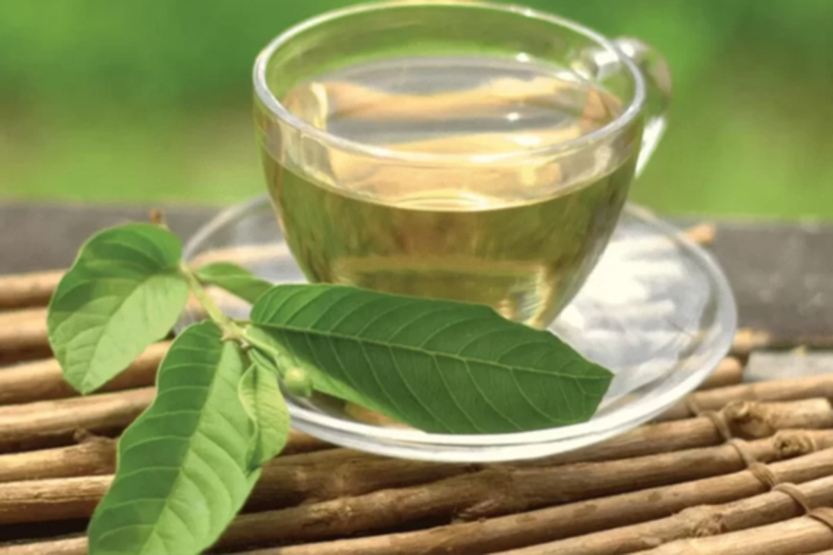 எடை குறைப்பு முதல் சரும பொலிவு வரை ; கொய்யா இலைகளில் இவ்வளவு நன்மைகளா! | Amazing Health Benefits Of Guava Leaves
