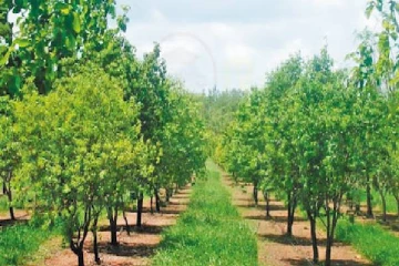 இலங்கையில் காணப்படும் முதிர்ச்சியடைந்த 37 சந்தன மரங்கள்! அமைச்சர் தகவல்