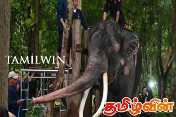 முத்துராஜாவின் தந்தங்களை வெட்டிக்குறைப்பதற்கு திட்டமிடும் மருத்துவர்கள்