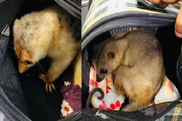 தாய்லாந்தில் இருந்து சென்னை கடத்தி வரப்பட்ட 5 தேவாங்கு குட்டிகள் பறிமுதல்