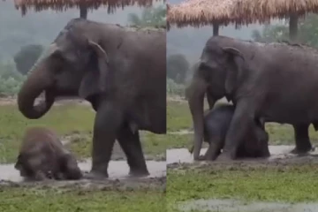 மழையில்  உருண்டு புரண்டு விளையாடும் குட்டி யானை.... எத்தனை முறை பார்த்தாலும் சலிக்காத காட்சி