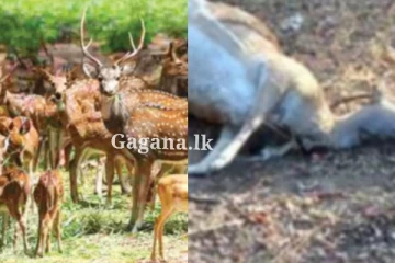 බොන වතුරට වස දමා සතුන් දඩයම් කළ අමුතු ජාවාරම.