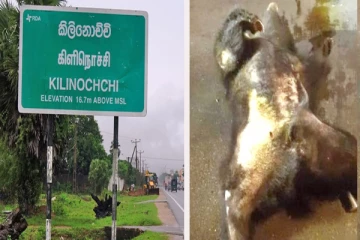ஏ-9 பிரதான வீதியைக் கடக்க முற்பட்ட கரடி உயிரிழப்பு