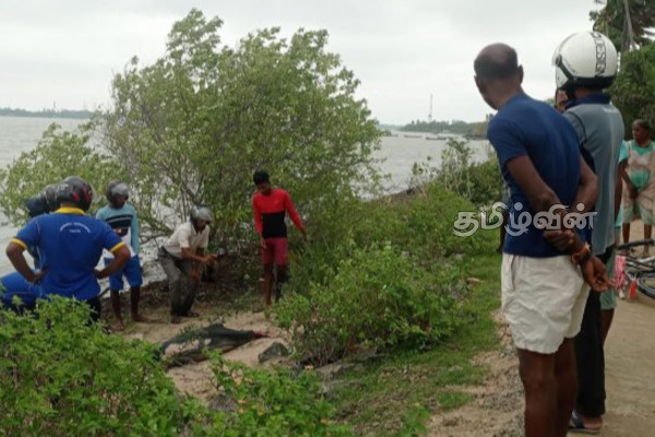 யாழில் உயிரிழந்த நிலையில் கரையொதுங்கிய டொல்பின்(Photos) | A Dolphin Washed Ashore Dead In Jaffna