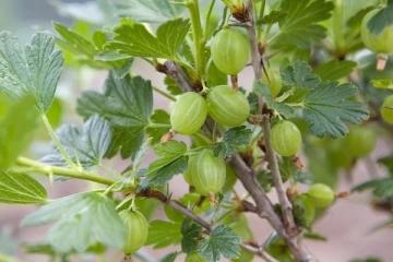 எடை இழப்புக்கு உதவும் நெல்லிக்காய்