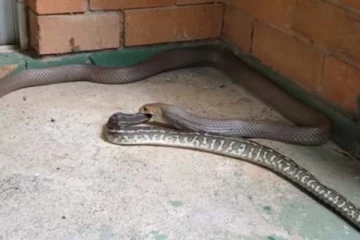 ராட்சத பாம்பு மற்றொரு பாம்பை விழுங்கும் பகீர் காட்சி!