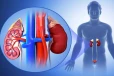 Kidney Disease: உடலில் இந்த அறிகுறிகள் இருக்கா? அப்போ சிறுநீரகம் பாதிக்கப்பட்டிருக்கலாம்