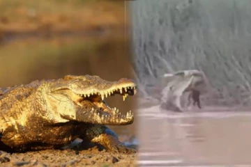 ஆற்றில் குளிக்க சென்ற பெண்ணை அடித்து நார் நாராக கிழித்து கொடூரமாக சாப்பிட்ட முதலை - வீடியோ வைரல்!