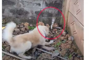 படமெடுத்து சீறிய பாம்பை வீட்டிற்குள் வரவிடாமல் தடுத்த நாய்: மெய்சிலிர்க்க வைத்த காட்சி