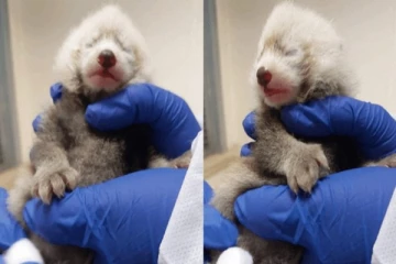 ரொறன்ரோ மிருகக் காட்சிசாலைலயின் புதுவரவு!