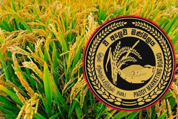 நெல் கொள்வனவு தொடர்பில் சந்தைப்படுத்தல் சபை எடுத்துள்ள தீர்மானம்