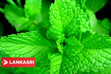 நீண்ட கால ஆரோக்கியத்தை வழங்கும் சக்திவாய்ந்த தாவரங்கள்! இப்படி எடுத்து கொண்டால் நன்மையே!