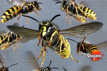 සාමාන්‍ය පෙළ විභාගය පැවැත්වෙන විභාග ශාලාවට බඹර ප්‍රහාරයක්