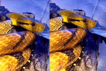 பாம்பு தண்ணீர் அருந்துவதை பார்த்ததுண்டா? சுவாரசியமாக காணொளி இதோ