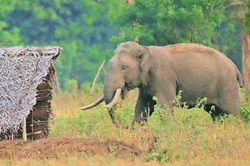 මහ විනාසයක් - වනඅලියෙකු පහරදීමෙන් පුද්ගලයෙක් මරුට