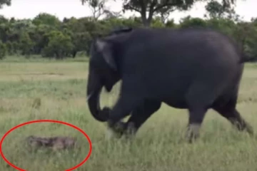 குட்டி யானையின் முதல் அடி... துடிதுடித்துப் போன தாய் யானை