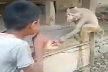 குரங்கை சீண்டிய சிறுவன்! நொடிப்பொழுதில் கிடைத்த தண்டனை