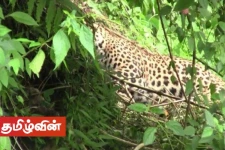 சிறுத்தை ஒன்றின் கொலை தொடர்பில் மேற்கொள்ளப்படும் விசாரணை