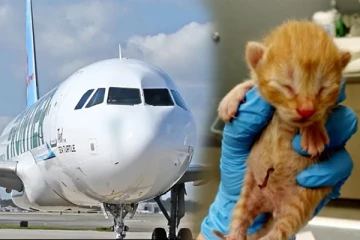 பூனைக் குட்டிகளை தத்தெடுங்கள்: நீங்களும் வெளிநாடு செல்லலாம்! அமெரிக்கா விமான நிறுவனம் அறிவிப்பு