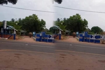 தமிழர் பகுதியில் பெரும் பரபரப்பு ; பொலிஸ் நிலைத்தில் நுழைந்த யானை