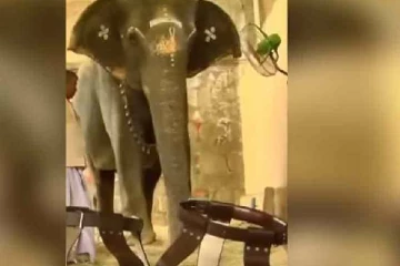 கால் வலியால் அவதிப்பட்ட யானை :  காலணி செய்து வழங்கிய பக்தர்கள்