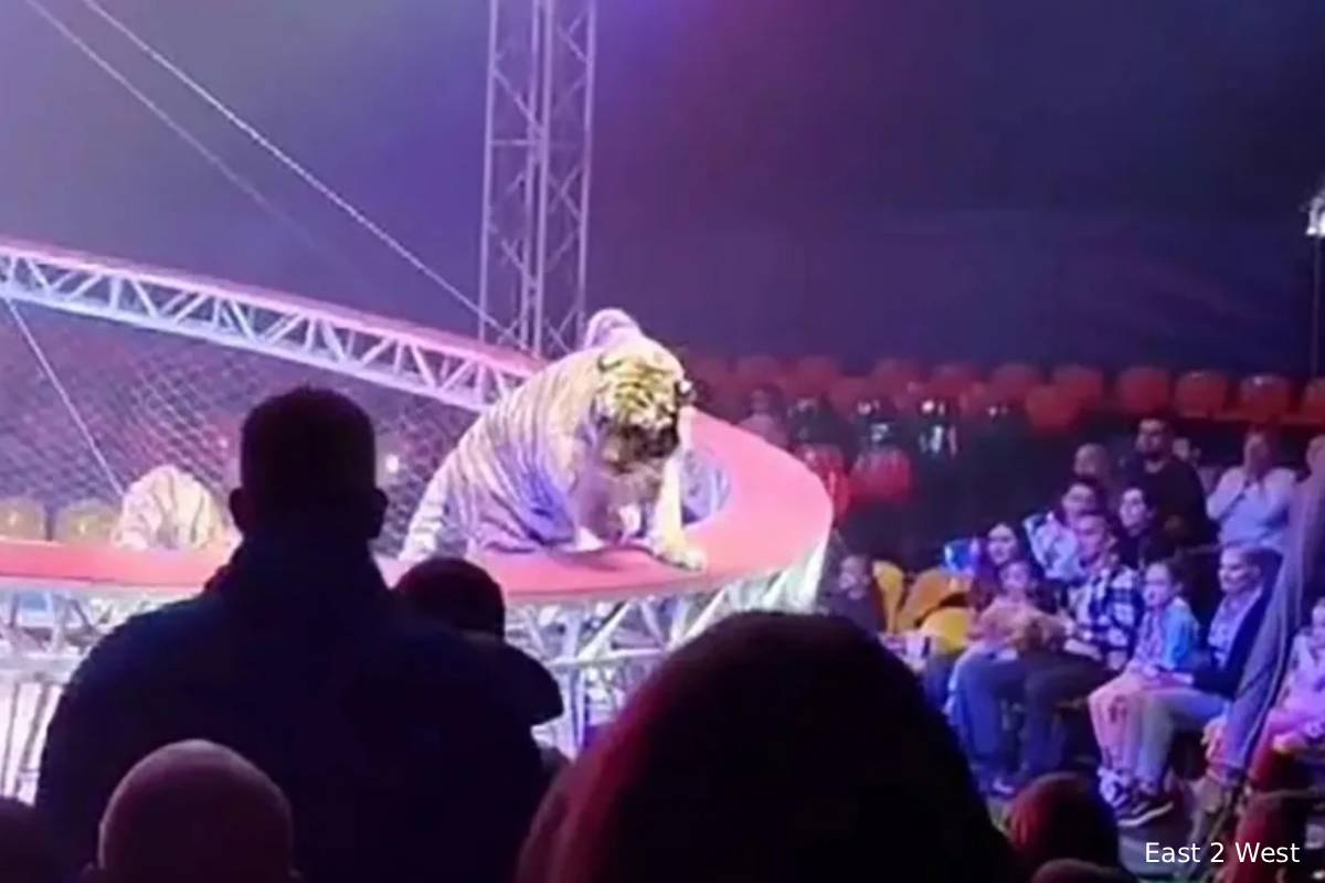 மக்கள் கூட்டத்துக்குள் பாய்ந்த புலி: சர்க்கஸ் பார்க்கச் சென்றவர்கள் சந்தித்த திகில் அனுபவம் | Terrifying Moment Tiger Escape During Circus