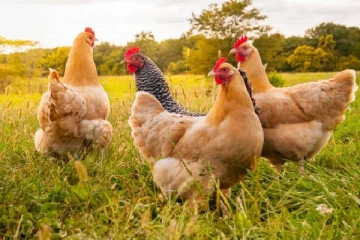 பரிதாபமாக உயிரிழந்த  3,000 கோழிகள்!