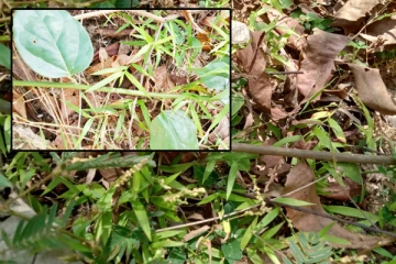 விடுதலைப்புலிகளின் காலத்தில் பயன்படுத்தப்பட்ட இயற்கை வளத்தின் இன்றைய நிலை: பொதுமக்கள் கவலை