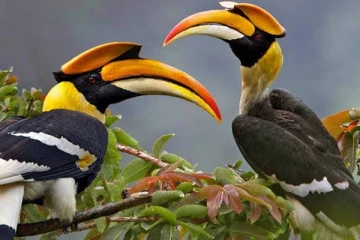 காதல் காவியம் பாடும் இருவாச்சி பறவைகள்