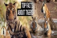 facts about tigers: புலிகளைப் பற்றி இந்த விடயங்கள் தெரியுமா? பலரும் அறிந்திராத உண்மைகள்