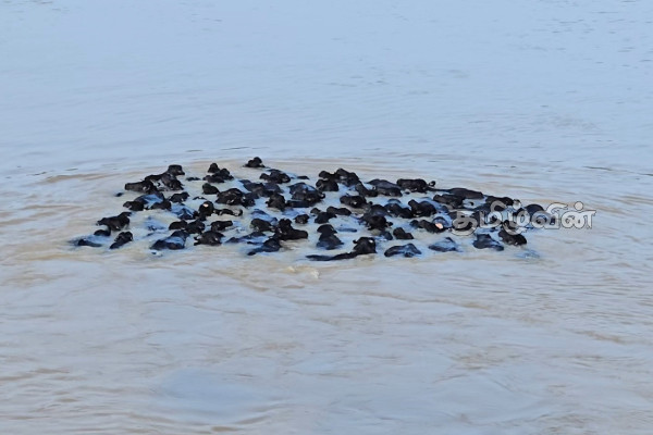 உப்பாறு ஆற்றில் வெள்ளத்தில் இழுத்துச் செல்லப்பட்ட 60 எருமை மாடுகள்! | 60 Buffaloes Rescued Flood Upparu River உப்பாறு ஆற்றில் வெள்ளத்தில் இழுத்துச் செல்லப்பட்ட 60 எருமை மாடுகள்! | 60 Buffaloes Rescued Flood Upparu River