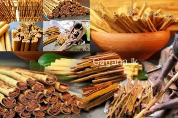 මෙරට කුරුඳු නිෂ්පාදකයින්ට සතුටුදායක ආරංචියක්..නව රජය කරන්න යන විශේෂ දේ මෙන්න.