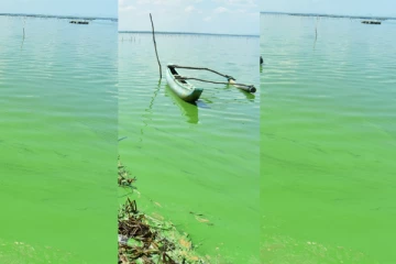 பச்சை நிறமாக மாறி வரும் மட்டக்களப்பு வாவி (படங்கள்)