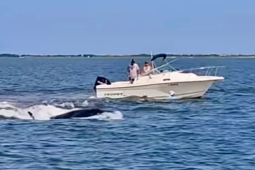 படகுடன் மோதி திமிங்கலம் உயிரிழந்துள்ளது