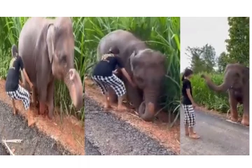 தன்னை காப்பாற்றிய பெண்ணுக்கு தும்பிக்கையால் ஆசீர்வாதம் செய்த யானை - வைரலாகும் வீடியோ..!