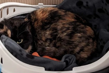 சீனாவிலிருந்து கனடாவிற்கு அனுப்பிய பெட்டியில் இருந்த விருந்தாளி