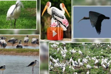 ஹம்பாந்தோட்டையில் விலங்குகள் மற்றும் பறவைகள் பாதுகாப்பு நிலையம் திறப்பு