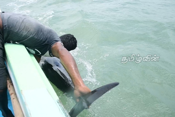 புத்தளம் வண்ணாத்திவில்லு பகுதியில் கரையொதிங்கிய டொல்பின்கள்(Photos) | Dolphins In Puttalam Vannathivillu Area