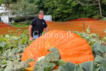 වට්ටක්කා කාලා තිබ්බට .. මෙච්චර ලොකු ඒවා දැකලා තියෙනවද? -(VIDEO)