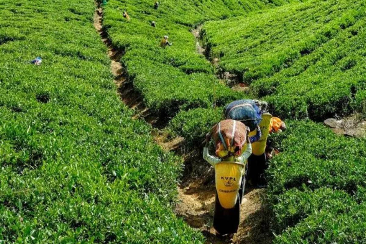 அநுர அரசின் 200 ரூபாய் கொடுப்பனவை வழங்காமல் தோட்ட நிர்வாகம் புதிய திட்டம் - தொழிற்சங்கம் குற்றச்சாட்டு | Anura Government S 200 Rupee Allowance