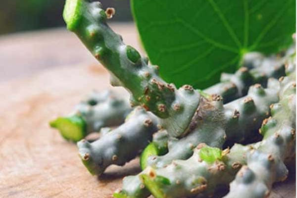 நீரிழிவு கொல்லி… சுகரை ஓட ஓட தாக்கி அழிக்கும் பானம்! | From Fighting Dengue To Diabetes